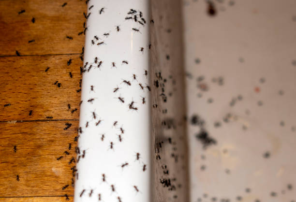 Best Pest Control for Businesses  in West Leechburg, PA