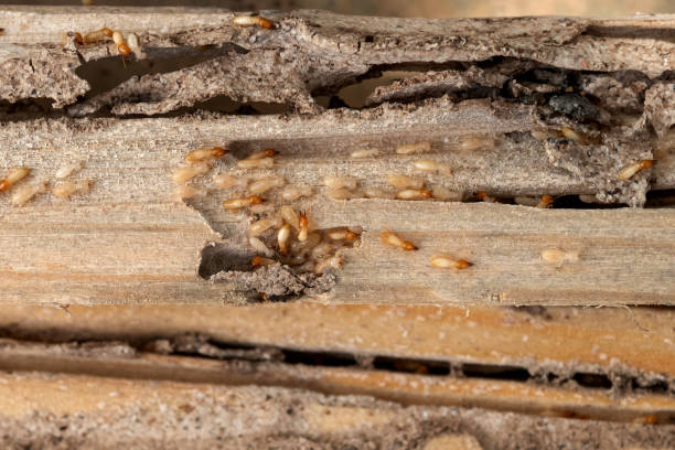 Flea Control Services in West Leechburg, PA