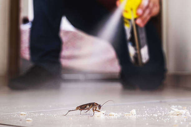 Best Local Pest Control Services  in West Leechburg, PA